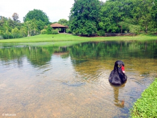 Jardin botanique - Singapour