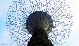 Gardens by the bay - Singapour