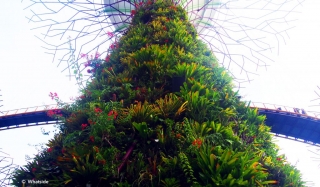 Gardens by the bay - Singapour