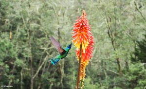 Colibri Vallée de Cocota Salento