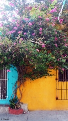 Les couleurs de Carthagènes