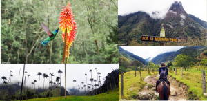 Vallée de Cocora