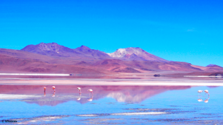 Flamants roses du Sud Lipez
