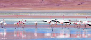 Les flamants roses de la Laguna Colorado Sud Lipez