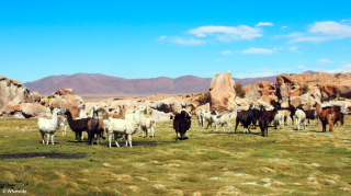 Lamas sauvages dans le Sud Lipez
