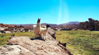 Lamas sauvages du Sud Lipez