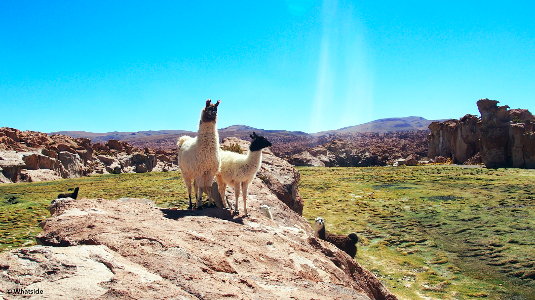 Lamas sauvages du Sud Lipez