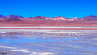 Les flamants roses de la Laguna Colorado Sud Lipez
