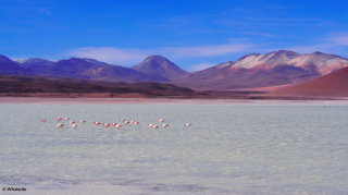 Les flamants roses du Sud Lipez