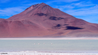 Les flamants roses du Sud Lipez