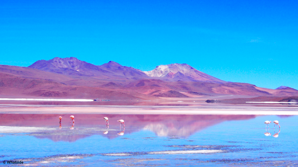 Laguna Colorado avec flamants rose Sud Lipez