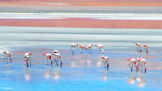 Les flamants roses du Sud Lipez