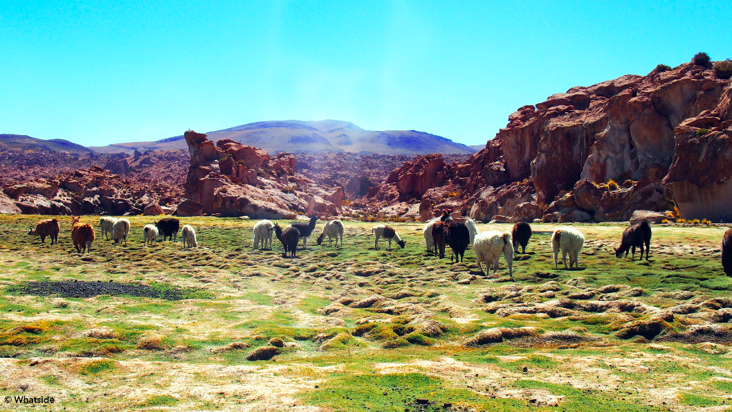 Les lamas sauvages de Bolivie