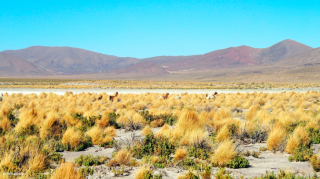 Lamas sauvages du Sud Lipez