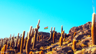 Île des cactus dans le Salar de Uyuni