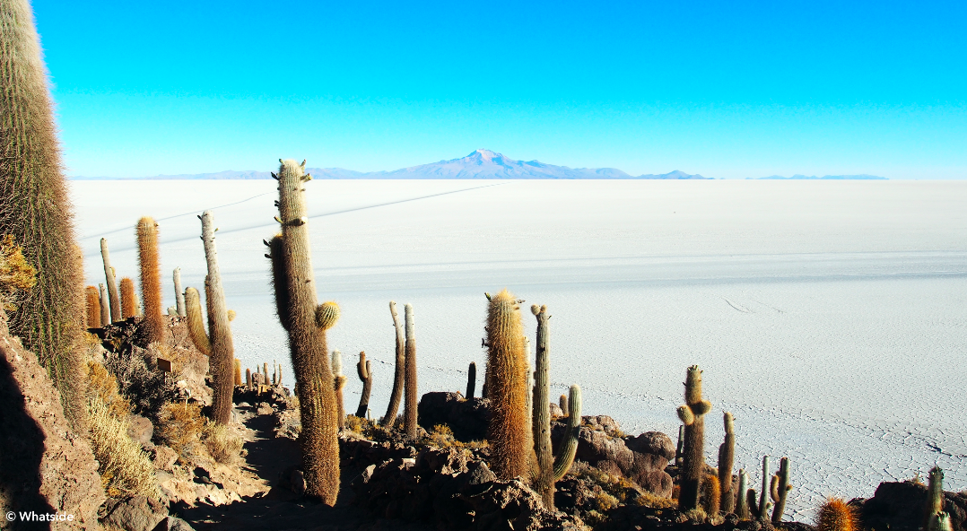 Le Salar d'Uyuni et les cactus de son île d'incahuasi