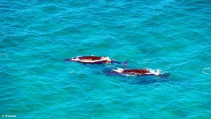 Coups de coeur baleines byron bay australie