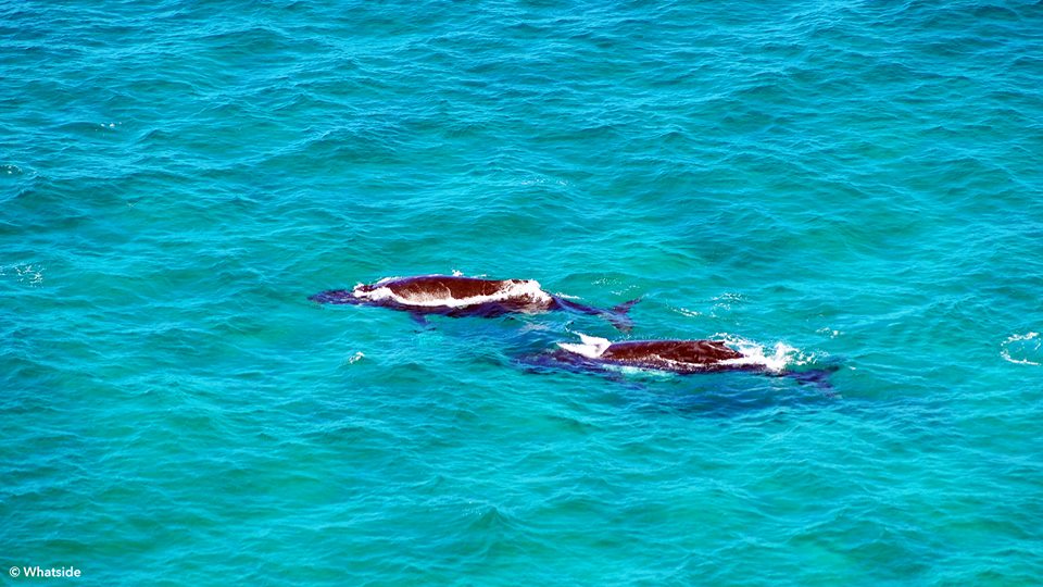 baleines byron bay australie