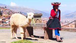 sommet de cuzco lama montagne