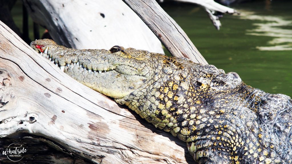 Crocodile Sian Ka'an réserve mexique