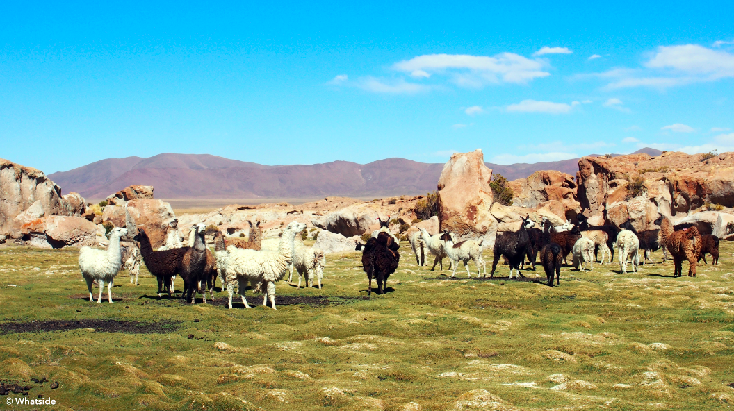 Lamas sauvages dans le Sud Lipez